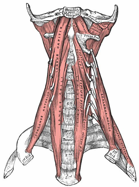 Digastricus - Afbeelding 3
