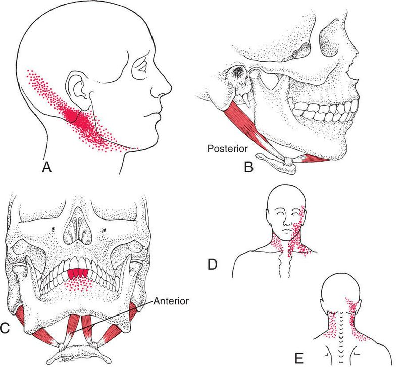 Digastricus - Afbeelding 4