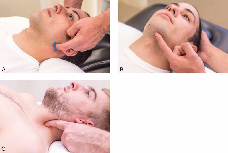 Digastricus - Afbeelding 5