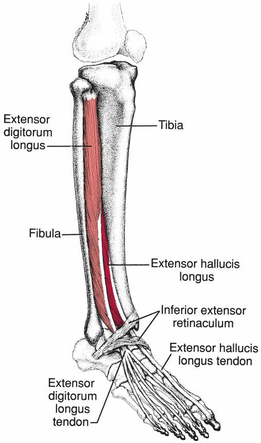 Extensor Digitorum Longus - Afbeelding 1