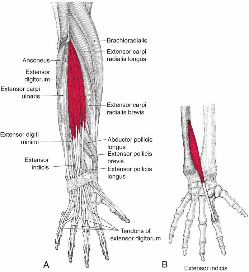 Extensor Digitorum - Afbeelding 1