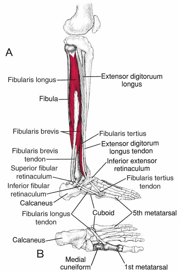 Fibularii - Afbeelding 1
