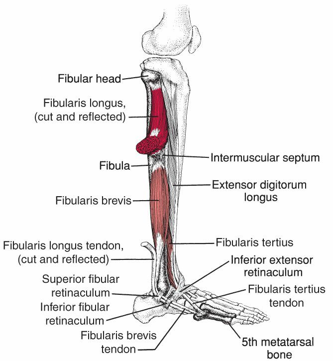 Fibularii - Afbeelding 2