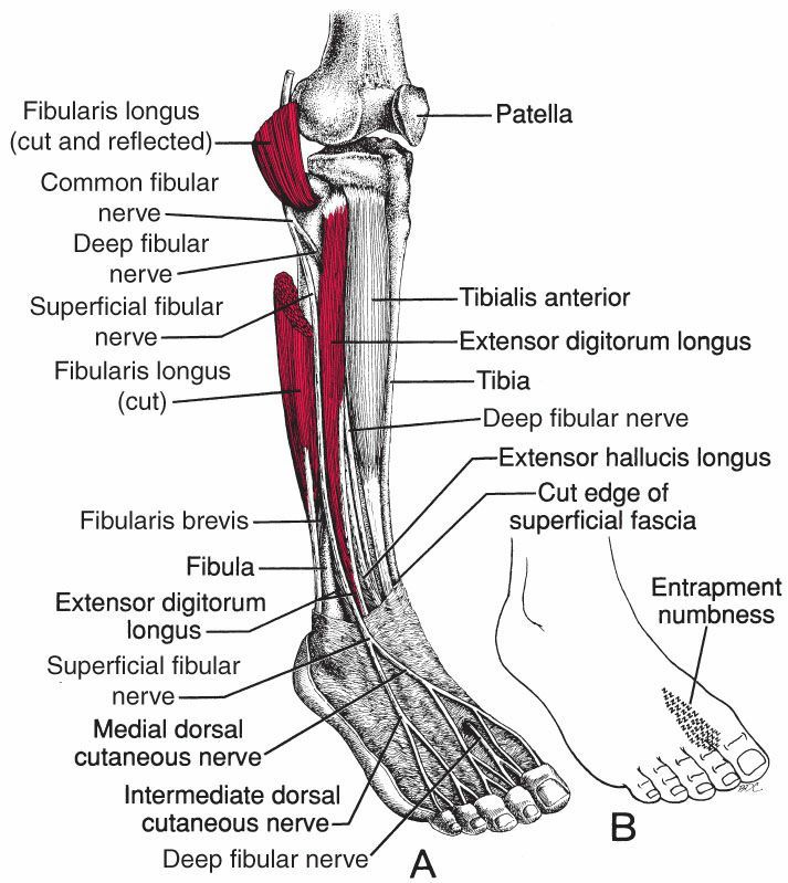 Fibularii - Afbeelding 5