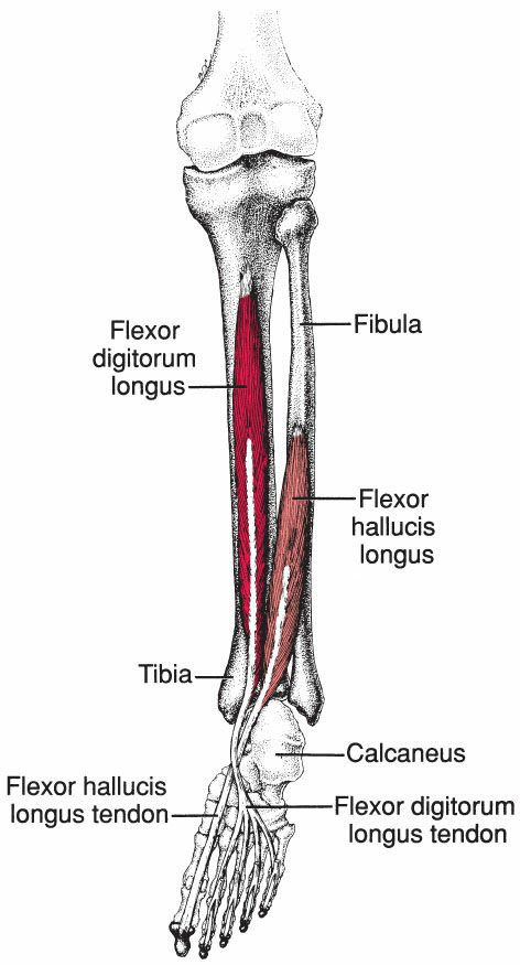 Flexor Digitorum Longus - Afbeelding 1