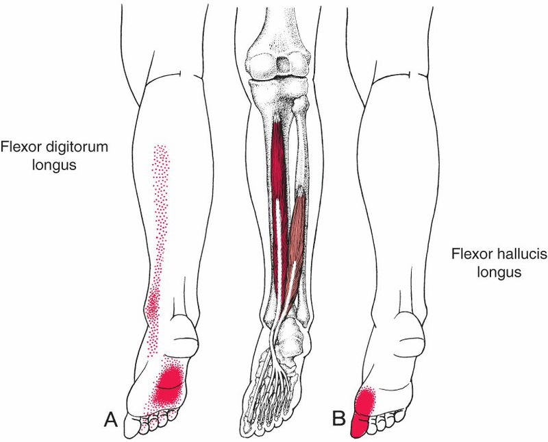 Flexor Digitorum Longus - Afbeelding 2