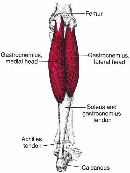 Gastrocnemius - Afbeelding 1