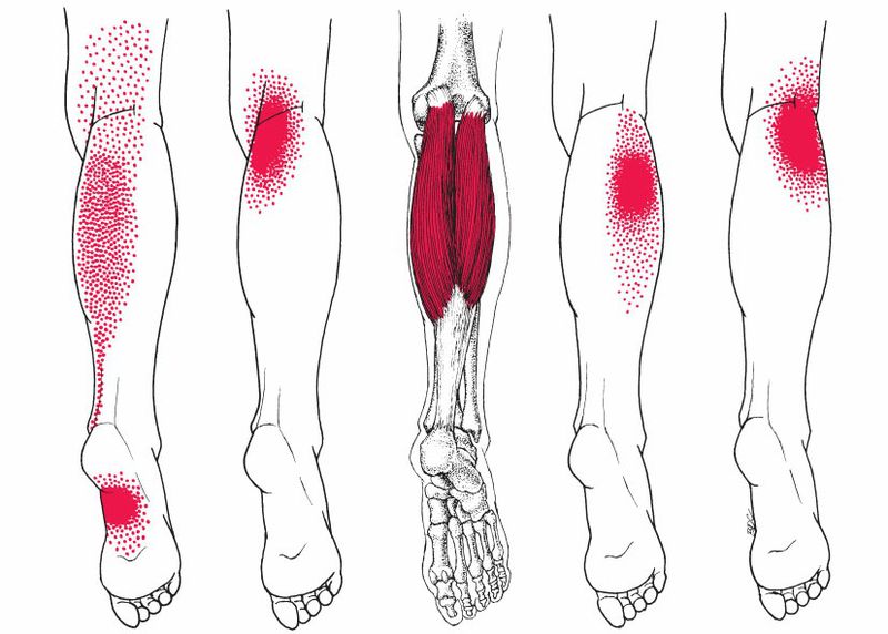 Gastrocnemius - Afbeelding 2