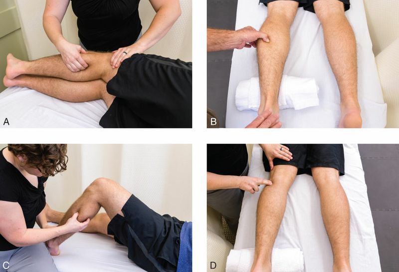 Gastrocnemius - Afbeelding 4