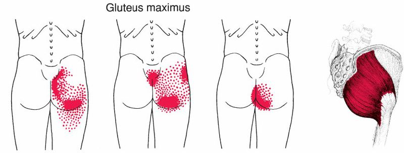 Gluteus Maximus - Afbeelding 2