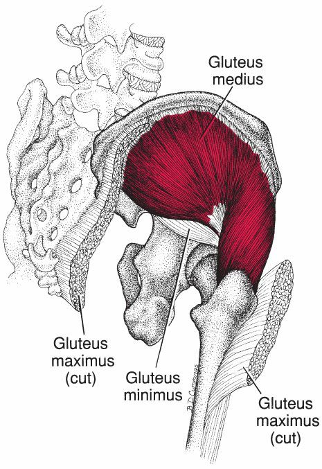 Gluteus Medius - Afbeelding 1