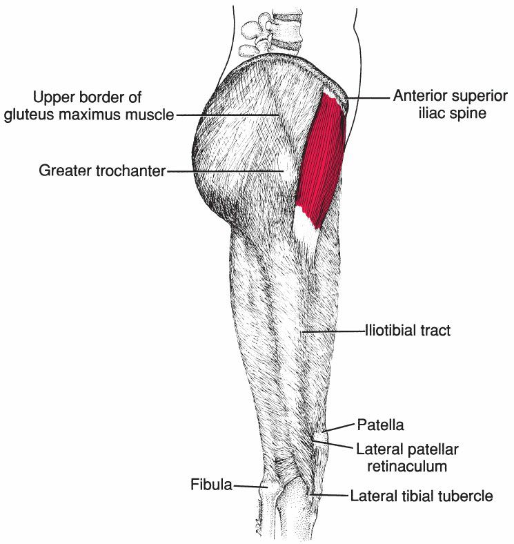 Gluteus Minimus - Afbeelding 3