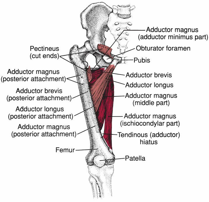 Gracilis - Afbeelding 1