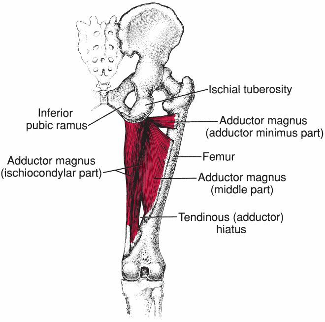Gracilis - Afbeelding 3