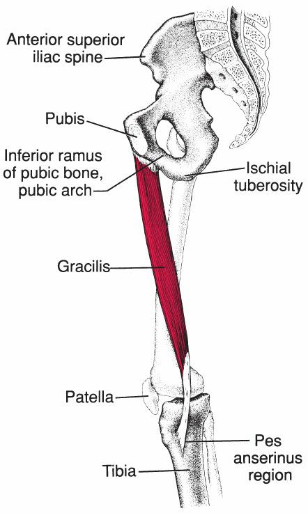 Gracilis - Afbeelding 4