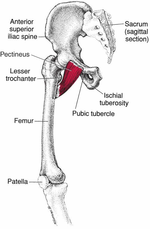 Gracilis - Afbeelding 5