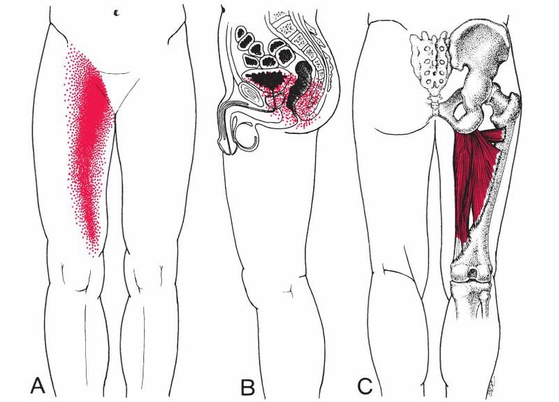Gracilis - Afbeelding 7