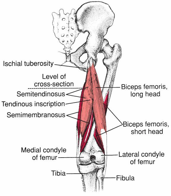 Hamstrings - Afbeelding 1