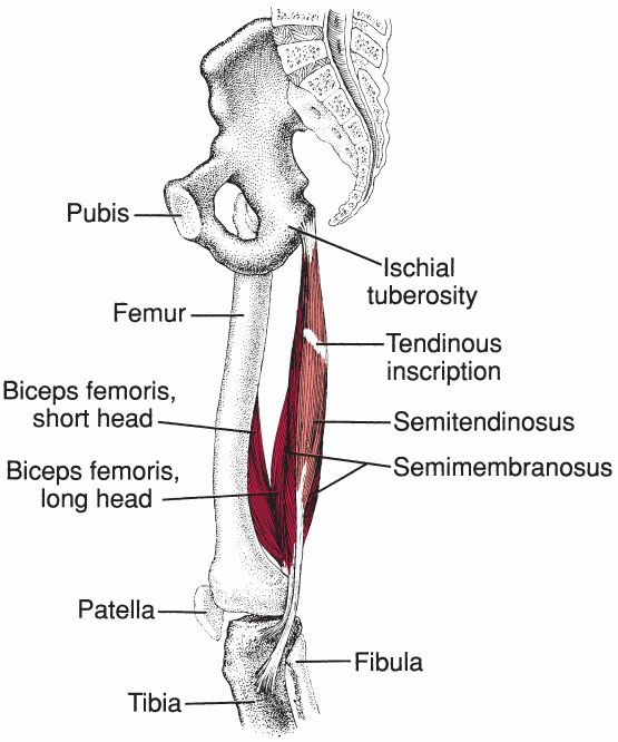 Hamstrings - Afbeelding 3