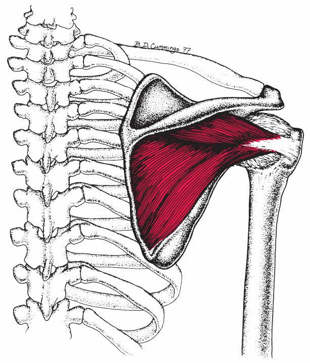 Infraspinatus - Afbeelding 1
