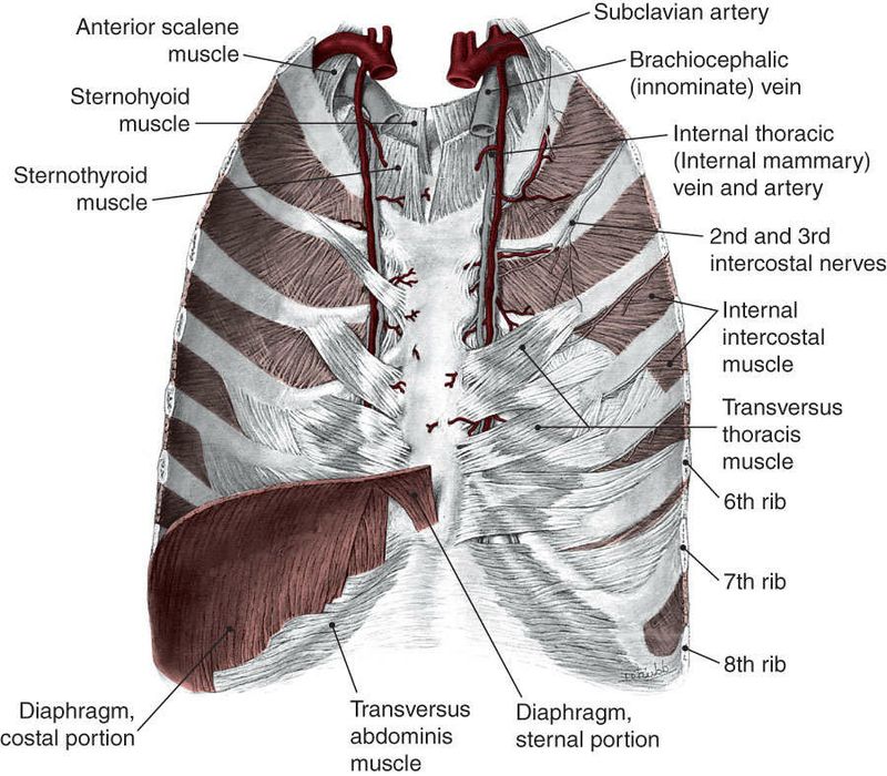 Intercostales - Afbeelding 4