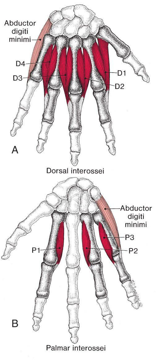 Interossei - Afbeelding 1