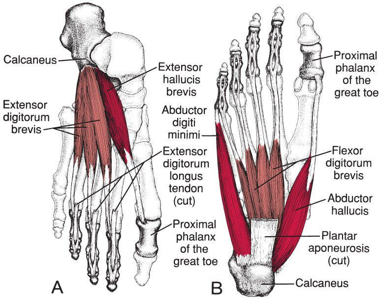 Intrinsieke Voetspieren - Afbeelding 1