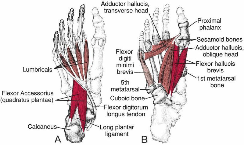 Intrinsieke Voetspieren - Afbeelding 2