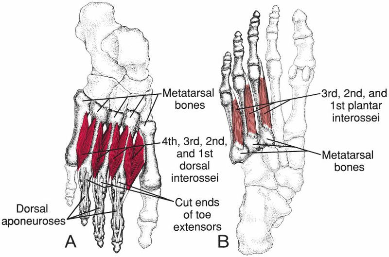 Intrinsieke Voetspieren - Afbeelding 3