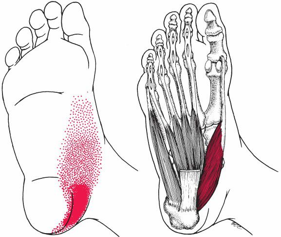 Intrinsieke Voetspieren - Afbeelding 4
