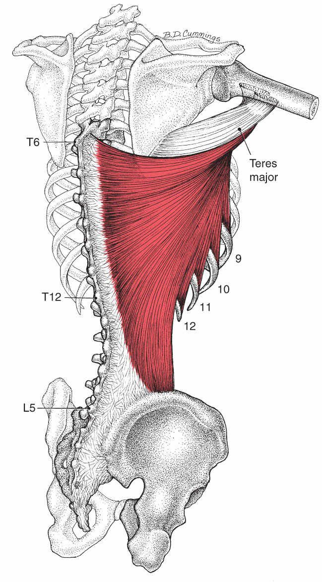 Latissimus Dorsi - Afbeelding 1