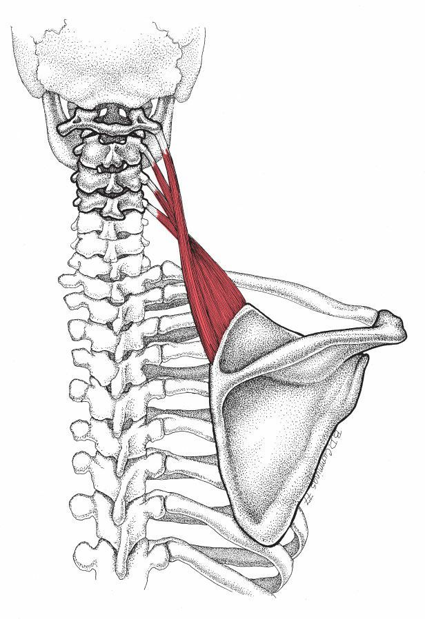 Levator Scapulae - Afbeelding 1