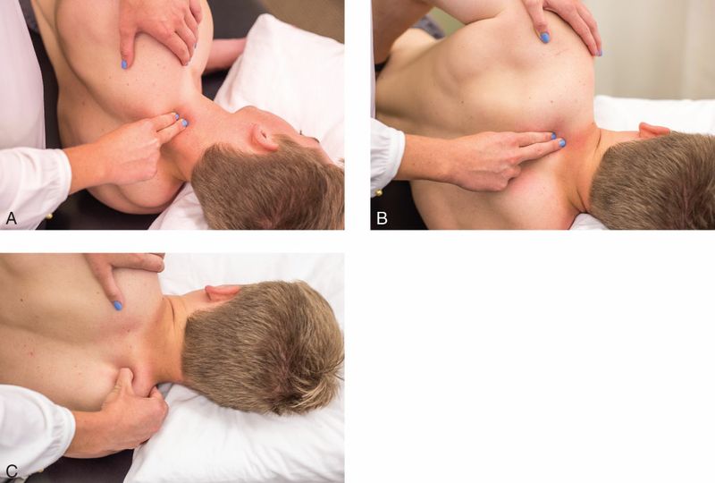 Levator Scapulae - Afbeelding 3