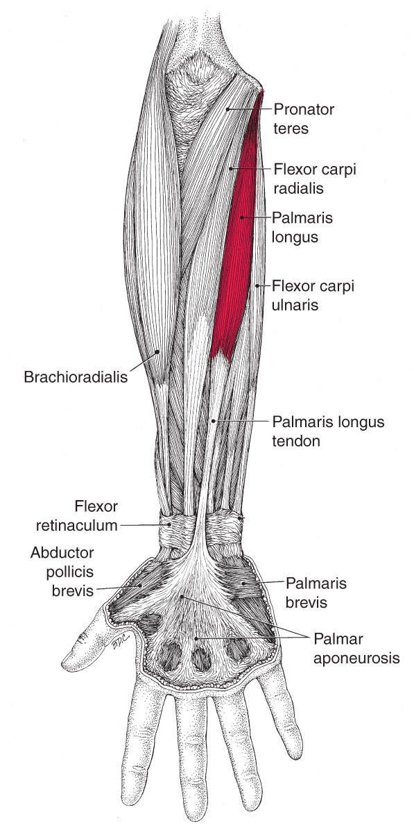 Palmaris Longus - Afbeelding 1