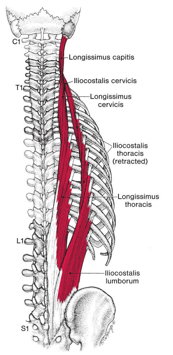 Paraspinale Spieren - Afbeelding 1
