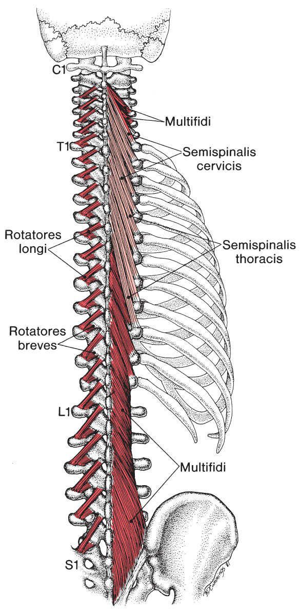 Paraspinale Spieren - Afbeelding 2