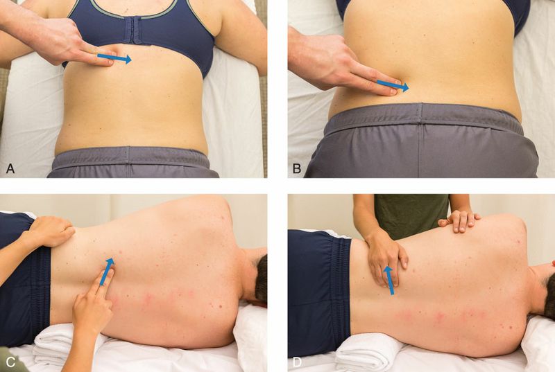 Paraspinale Spieren - Afbeelding 6