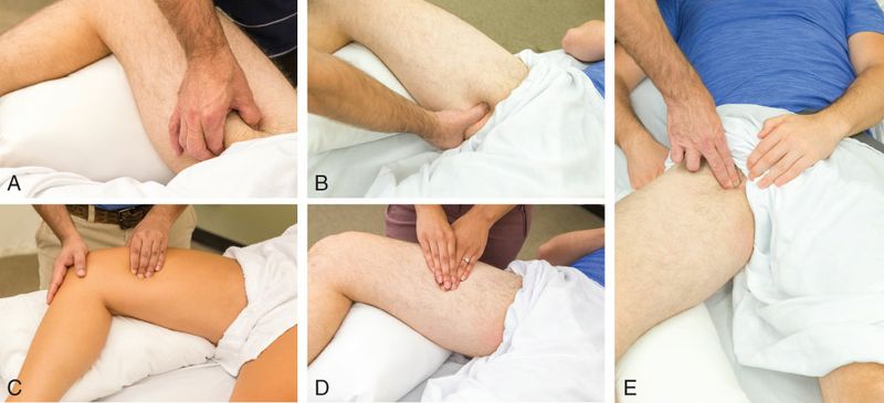 Pectineus - Afbeelding 12