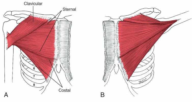 Pectoralis Major - Afbeelding 1