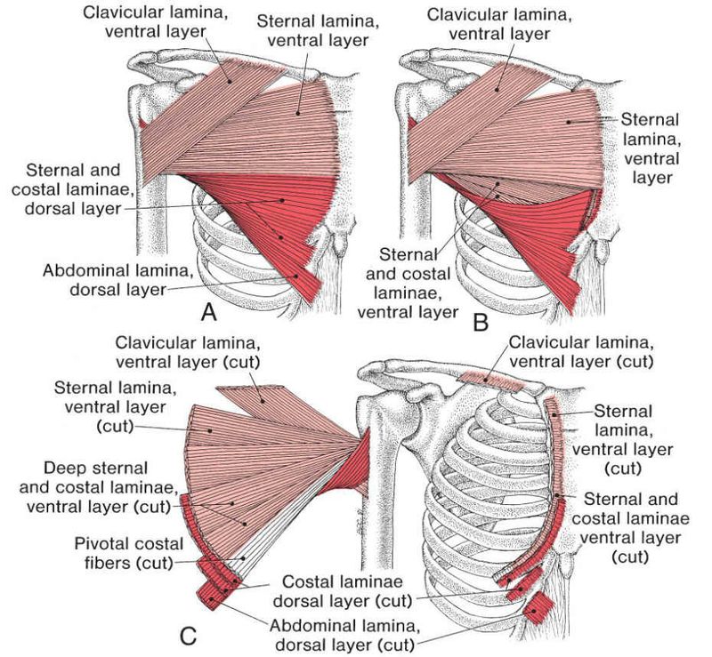 Pectoralis Major - Afbeelding 2