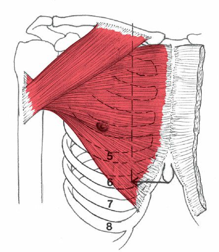 Pectoralis Major - Afbeelding 4
