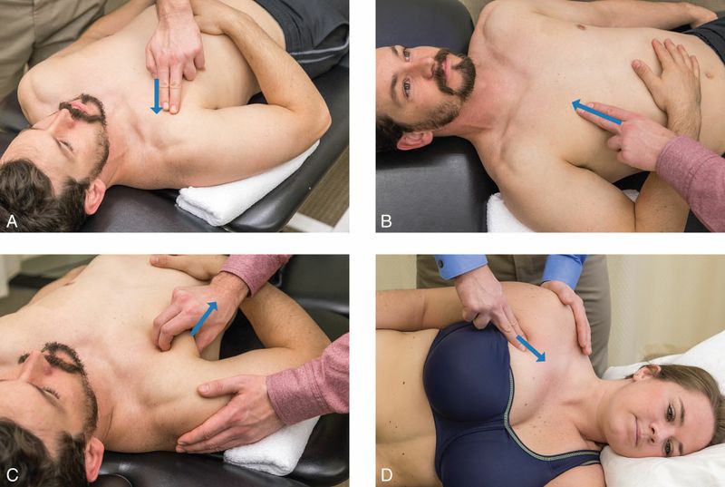 Pectoralis Major - Afbeelding 7