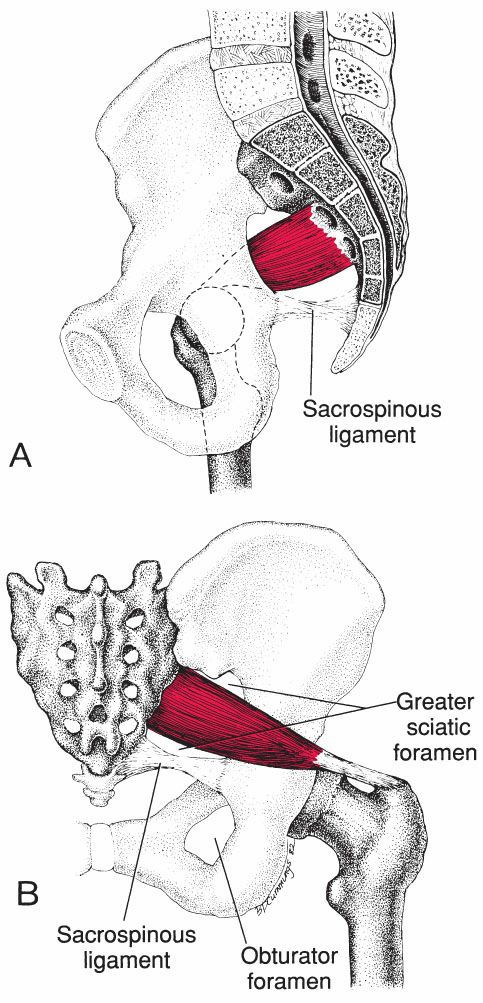Piriformis - Afbeelding 1