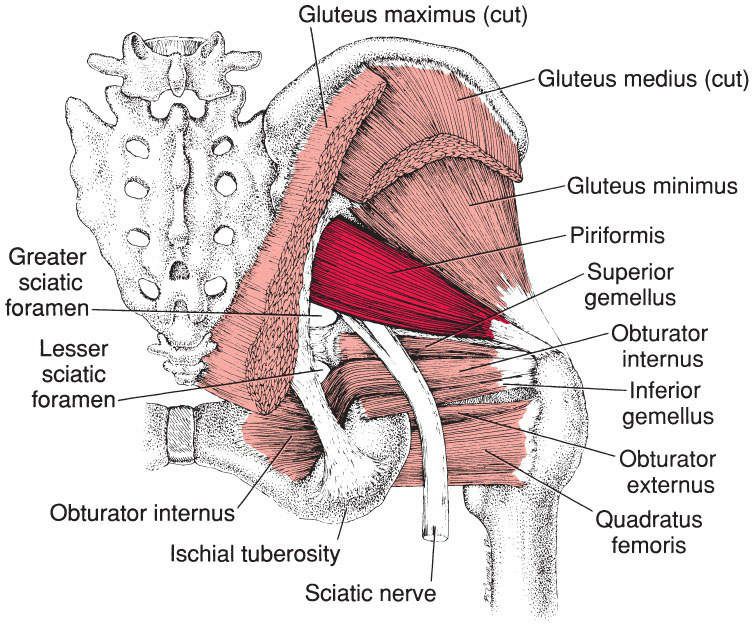 Piriformis - Afbeelding 3