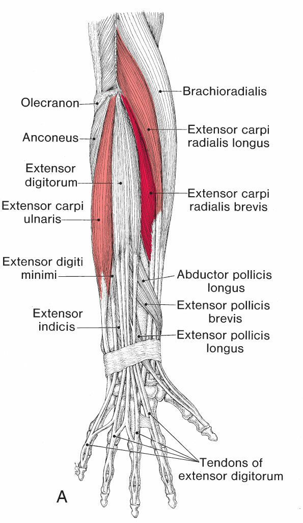 Polsextensoren - Afbeelding 1