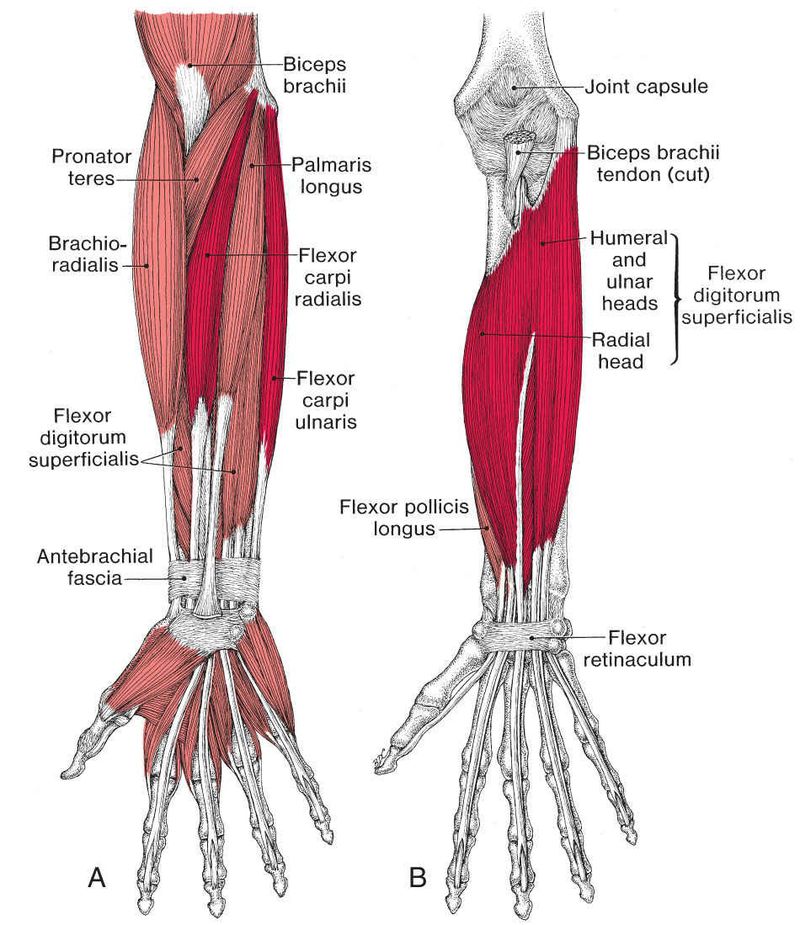 Polsflexoren - Afbeelding 1