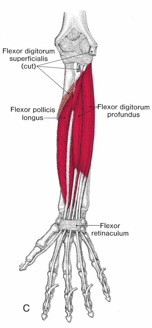Polsflexoren - Afbeelding 2