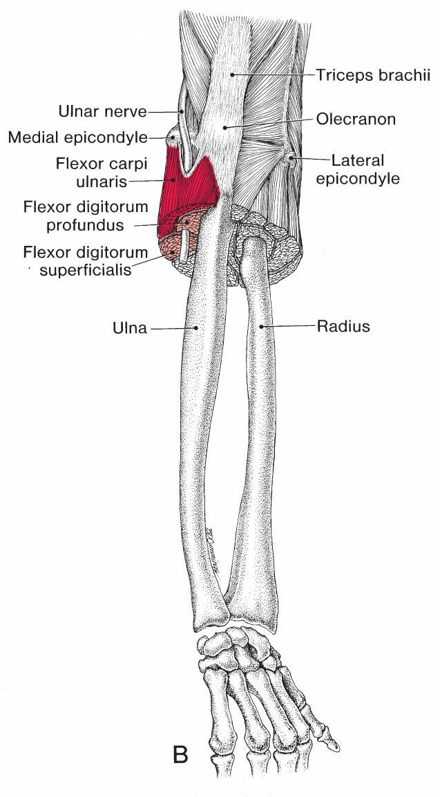 Polsflexoren - Afbeelding 8