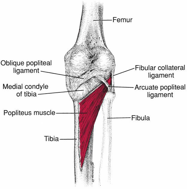 Popliteus - Afbeelding 1