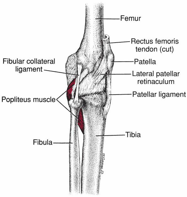 Popliteus - Afbeelding 2
